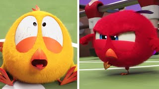Where's Chicky ? 😨 THE COMPETITOR - NEW episodes in HD