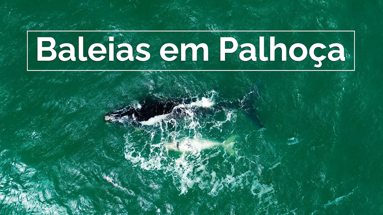 Trilha na GUARDA DO EMBAÚ | Avistamos BALEIAS (Palhoça-SC)