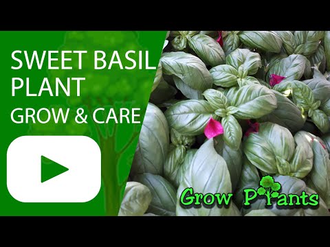 Sweet basil plant - grow, care & Harvest (Eat & Enjoy)