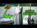 How to catch trout  kokanee using dodgers big kokanee caught