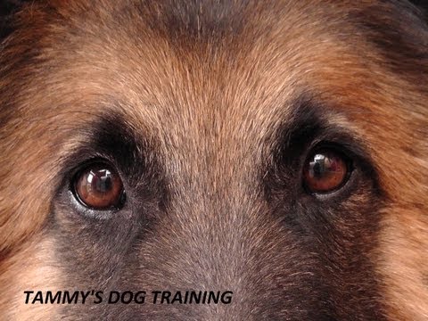 ban-shock-collars---a-plea-from-tammy-of-www.tammysdogtraining.co.uk