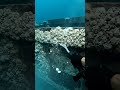 The Ultimate Deep Sea Block Reveal ✨🧱