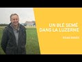 Un bl sem dans la luzerne  bilan essais 3  christophe vandewalle