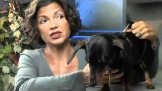 Mast Cell Tumors in Dogs