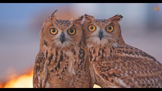 Animalia - Two Desert Eagle Owls survey the scene