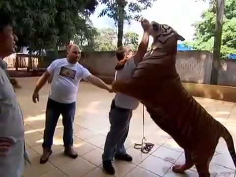 Salvem os Tigres de Maringa - Domingo Espetacular - Guerra dos Tigres - Ary Mantenedor - YouTube