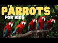 Parrot Biology and Conservation
