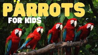 Parrots for Kids | Learn about these incredibly colorful creatures! by Learn Bright 5,005 views 1 month ago 7 minutes, 26 seconds