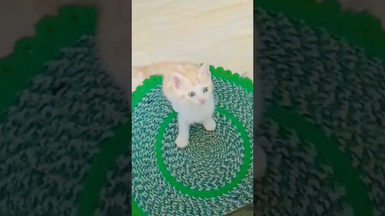 1-3 months Male Mixed Breed Persian Cat