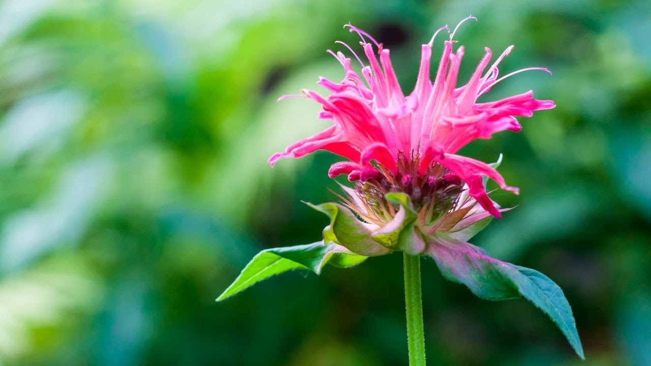 Монарда co2. Монарда белая. Монарда цветок крупным планом. Monarda x Didyma. Цветок монарда бутон.