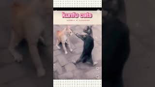 Funny cats! Cute animals!