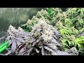 Week 7 day 2 or 3 VIVOSUN 4x4 tent under AceFarmer 500watt light