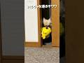 おもちゃを運ぶチワワ【うちのわんこ】 #shorts #うちのわんこ #チワワ