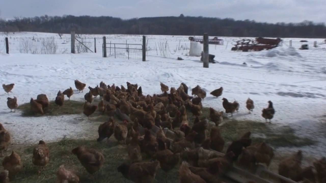 Ternak Ayam Petelur Sistem umbaran 