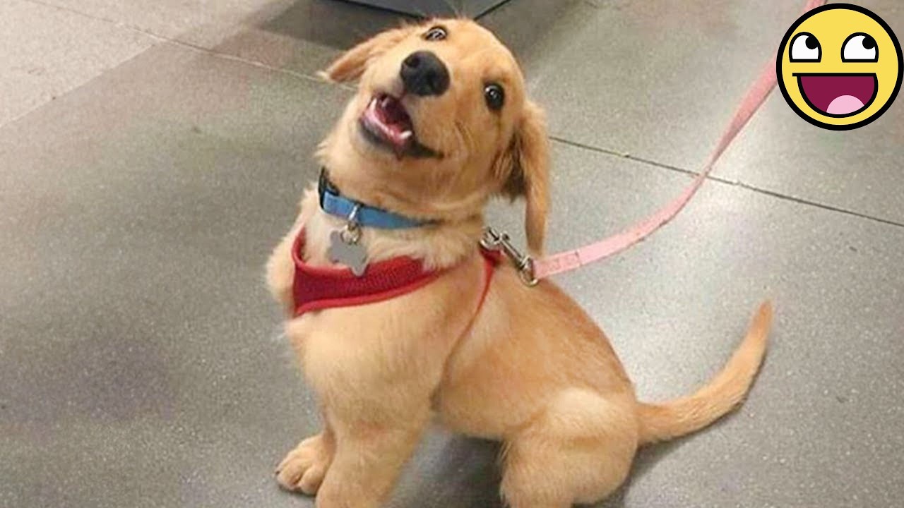 Funniest Puppies Being Absolutely Hilarious! 😂🐶 Funny DOG Videos 2026