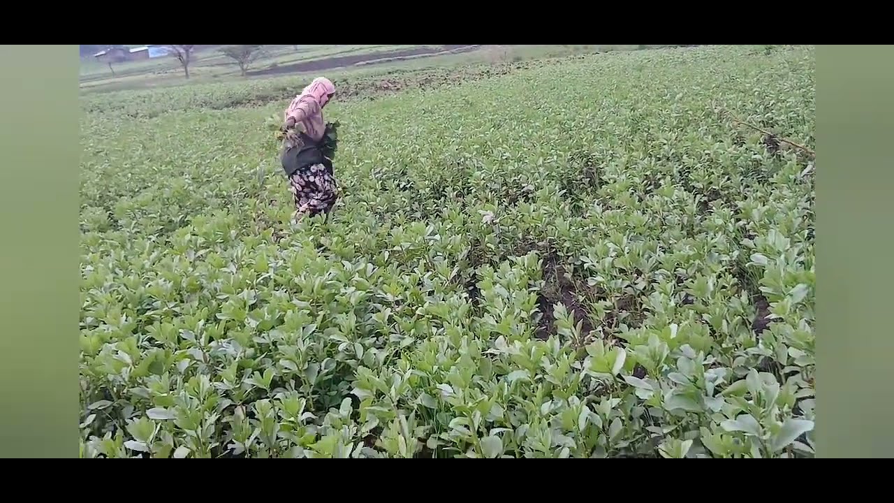 የገጠር ድባብ እንደት እንደማምር