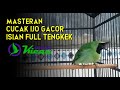 Masteran Cucak Ijo Gacor Isian Full Tengkek Mp3 - Mp4 Download