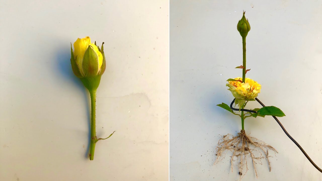 How to grow a yellow rose from a bud that blooms into two