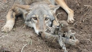 Setting For Coyotes- Frozen Ground and Snow