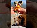 Animal Names for Kids to Learn at the Shore: Sheep Meerkat Bear African Buffalo Hippo