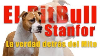 TIPOS DE PITBULLS    'El Pit Bull Estanfor “ ( stanfor / stanford )