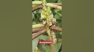 Armyworm feeding on mungbean crop #worms #profitableagriculturefarming #viralvideo