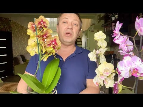 ЦВЕТУЩАЯ ОРХИДЕЯ ПОСЛЕ ПОКУПКИ // когда пересадка орхидеи и удобрение, как поливать фаленопсис