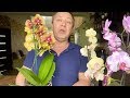 ЦВЕТУЩАЯ ОРХИДЕЯ ПОСЛЕ ПОКУПКИ // когда пересадка орхидеи и удобрение, как поливать фаленопсис