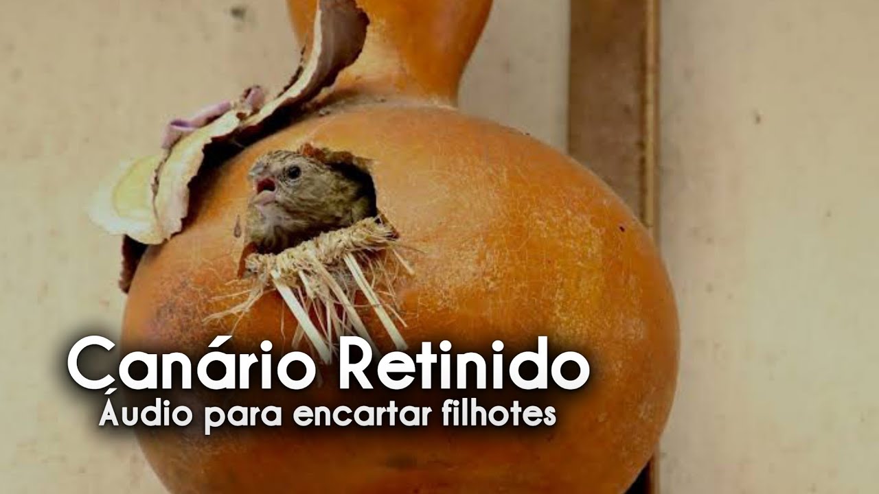 Canário Retinido Batido Para Encarte