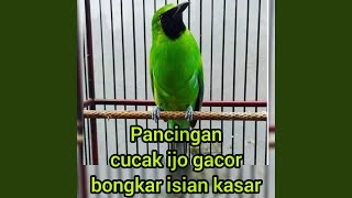 Download Lagu Sound of bird Download Lagu Sound of bird