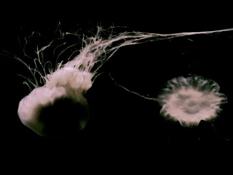 Donna Lewis - Demons and Angels (Official Music Video)