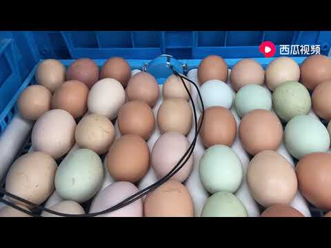 农村迷你孵化器，塞进去近百颗鸡蛋，20天后又可以省下一大笔