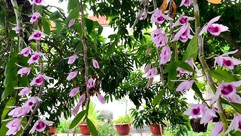 Ngắm Vẻ Đẹp Của Lan Phi Điệp Ra Hoa Thân Dài