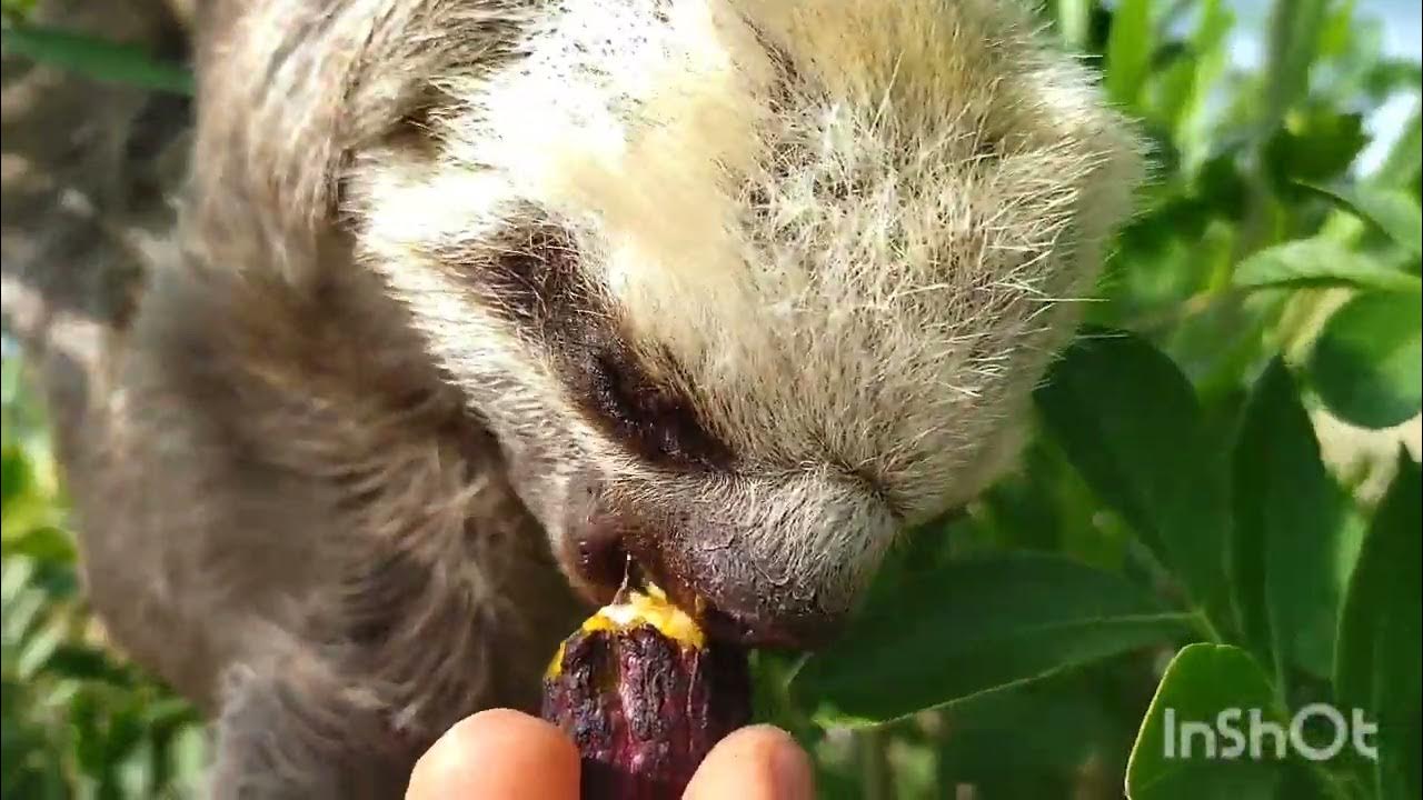 Freddy (female) our sloth. The sloth says hello every day. Our sloth