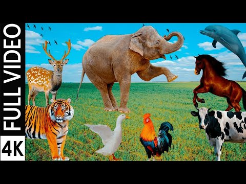 Animal Sounds & Animals Video for Children | Farm Animals, Domestic Animals, Wild Animals in 4K