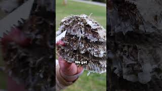 Where Do Wasps Go in Winter?