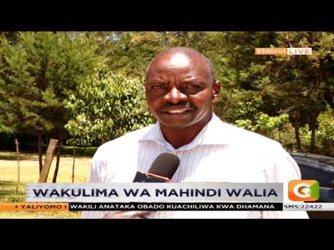 Wakulima Wa Mahindi Walia SemaNaCitizen 