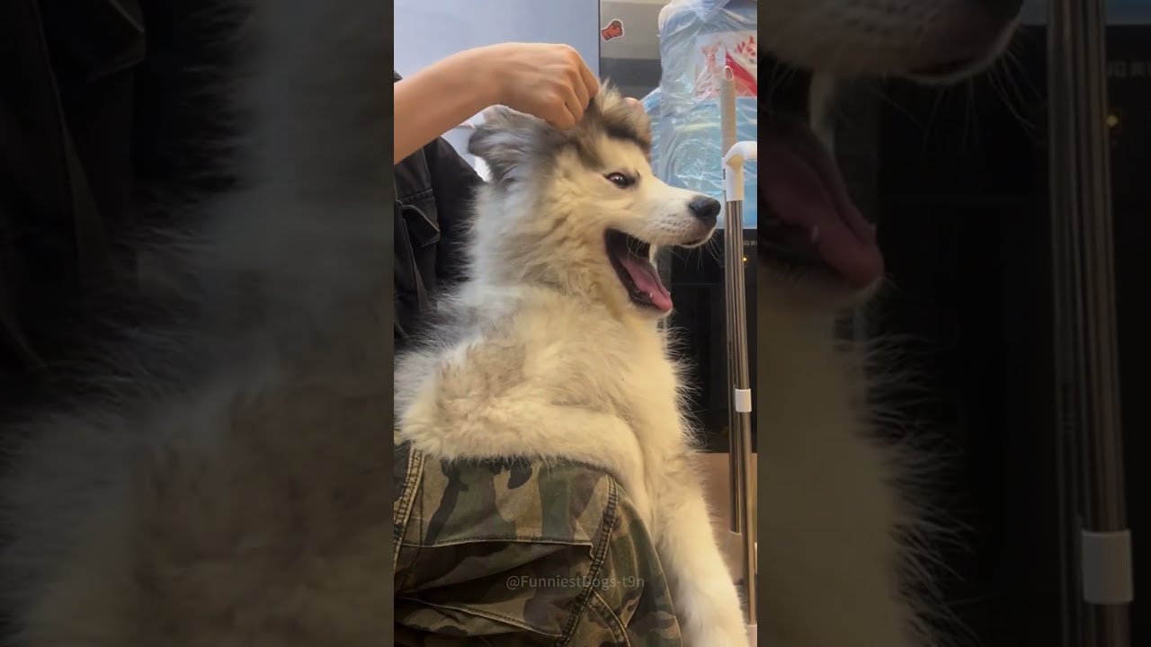 Episode 36 Funny Huskies Dog Dogs Funnydogs Funnypetsmoments Funnyvideo Foryou