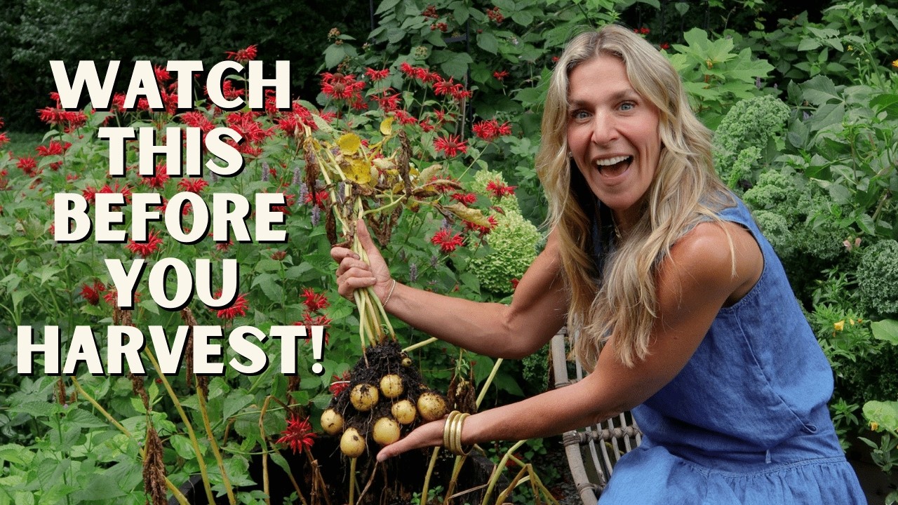 How To Know If Your Potatoes Are Ready To Harvest