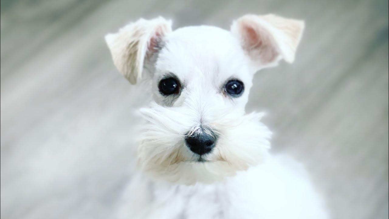 happy schnauzer