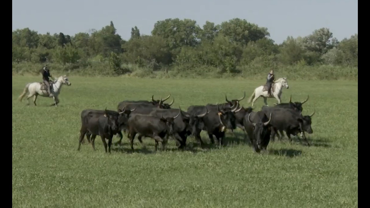 Manade Saint-Antoine, une journée aux Saintes Maries de la Mer