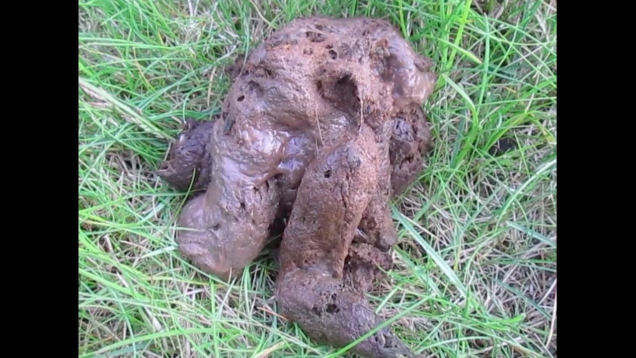 How To Keep Dog From Eating Their Poop How To Keep Dog From Eating Their Poop