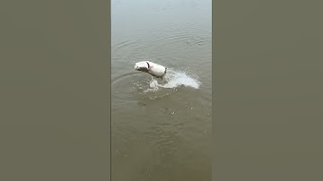 Cá chẽm khủng bay khỏi mặt nước #shorts #fishing