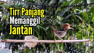 PRENJAK BETINA Ngetir Panjang Istimewa Suara Jernih Memanggil Prenjak Jantan cocok buat Masteran.