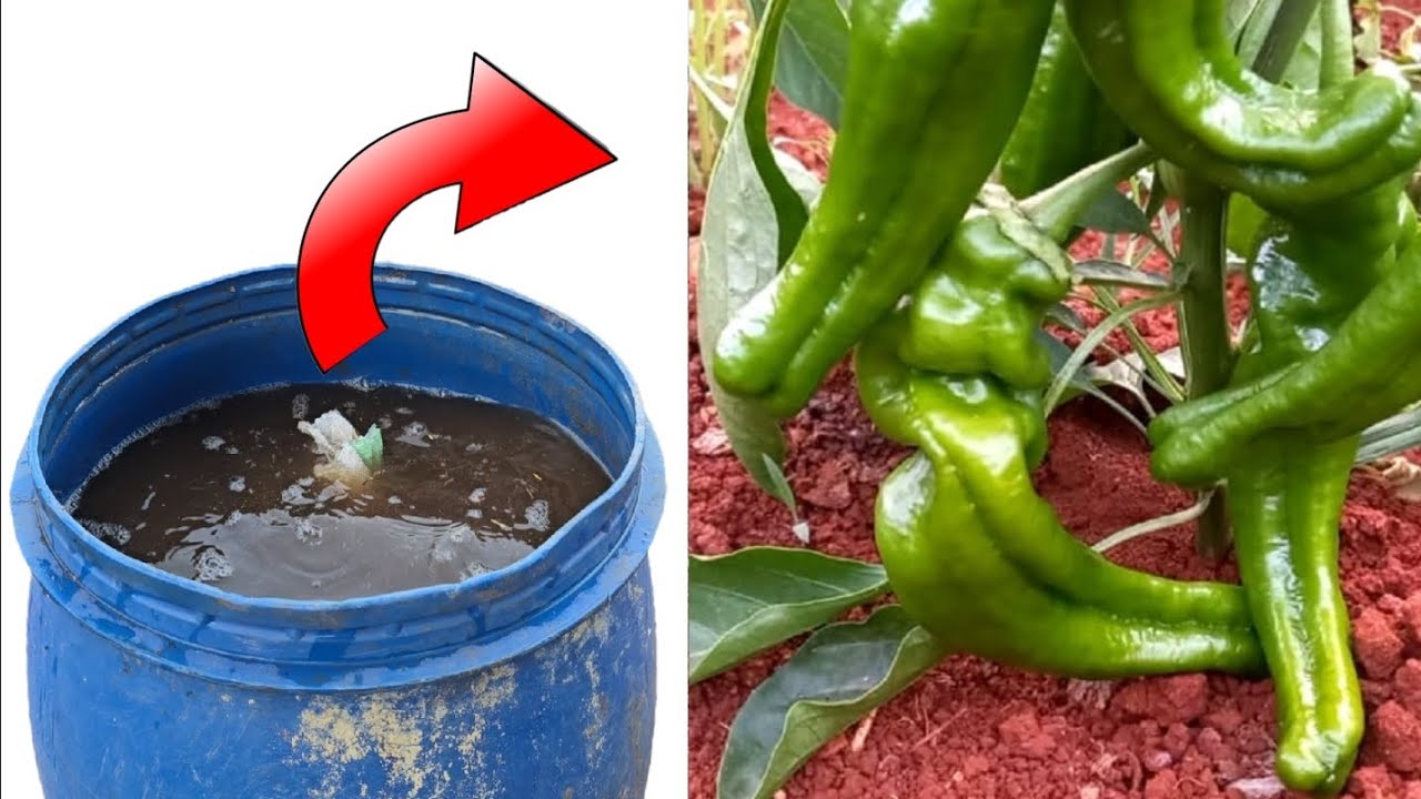 النباتات أصبحت تنفجر من سرعة النمو عندما أضفت لها هذا المحلول