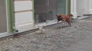 Забелязано В Русе - Игра На Гоненица Видео