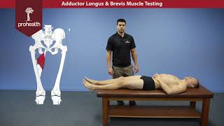 Adductor Longus & Brevis Muscle Test Palp Dr Vizniak Muscle Manual Torn Adductor Muscles This Is How You Test Them