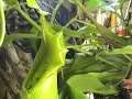 Mouse gets eaten by Nepenthes carnivorous plant!