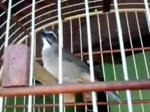 Canto De Trinca Ferro Canto Seco Trinca Ferro Lokinho Canto Seco Youtube