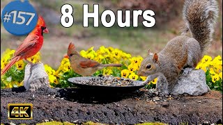 Uninterrupted Cat TV  8 Hours of Birds  and Squirrels Feeder TV for Cats